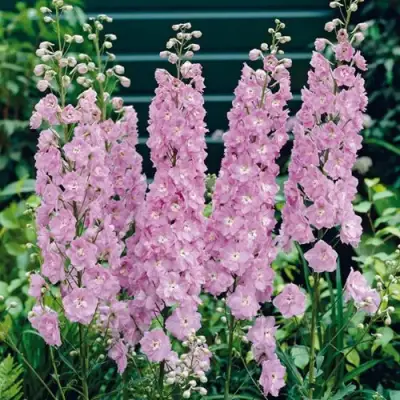 Дельфиниум ПЕТТИКОУТ гибридный в Орше