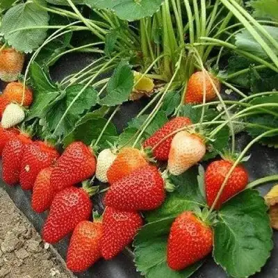 Клубника РОКСАНА в Орше