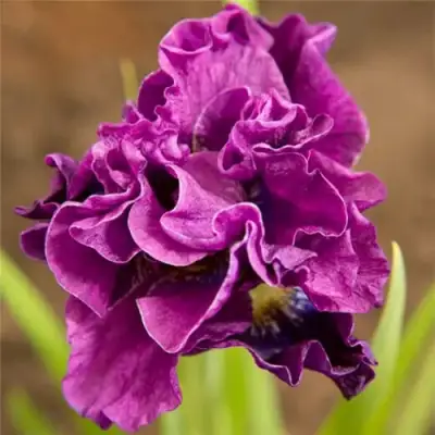 Ирис БАНДЛ ОВ ДЖОЙ сибирский в Орше