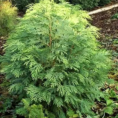 Кипарисовик САНКИСТ лавсона в Орше