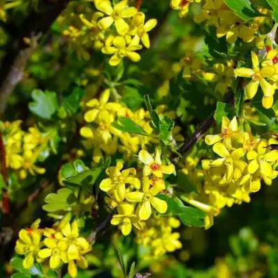 Смородина золотистая ВИШНЕВАЯ в Орше