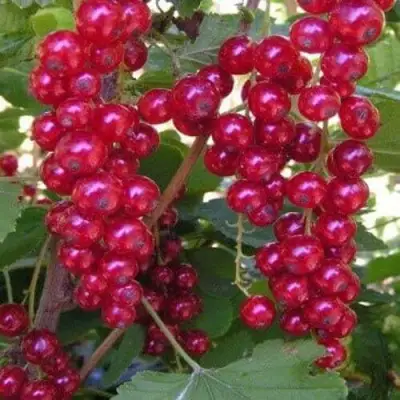 Смородина красная ПУРПУРНАЯ в Орше