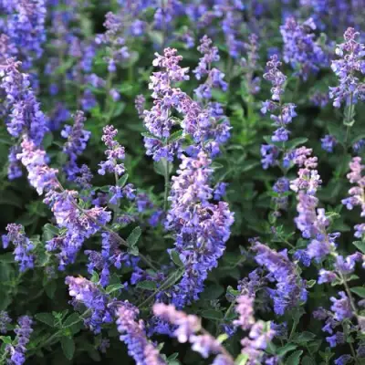 Котовник СИКС ХИЛЛС ГИАНТ в Орше