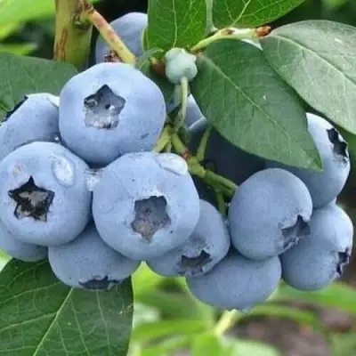 Голубика БЛЮЭТТА в Орше