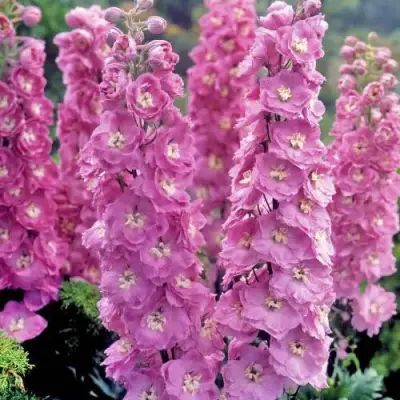 Дельфиниум ДЕЛЬФИС ПИНК ПАУЭ высокий в Орше