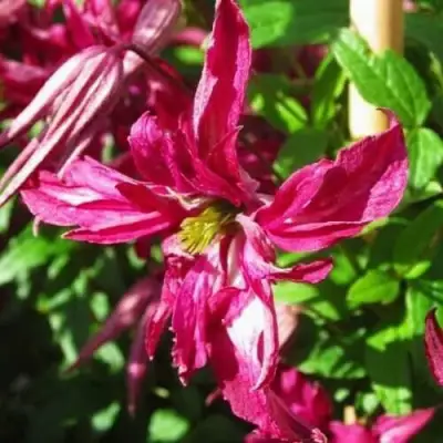 Клематис РОЗАЛИН в Орше