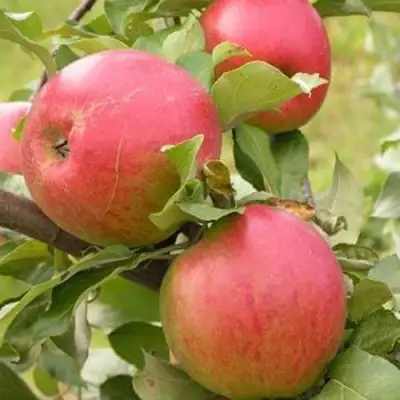 Яблоня АУКСИС в Орше