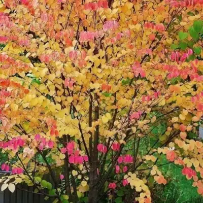 БАГРЯННИК японский в Орше