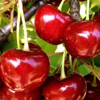 Черешня МИНЧАНКА в Орше