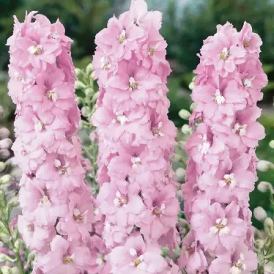 Дельфиниум ПЕТТИКОУТ гибридный в Орше