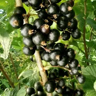 Смородина черная БЕН ТИРЕН в Орше