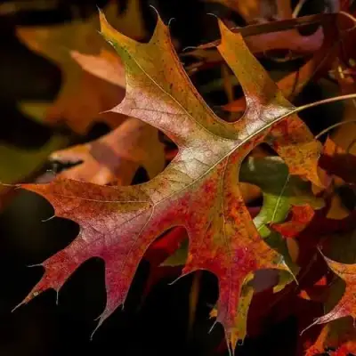 Дуб болотный в Орше