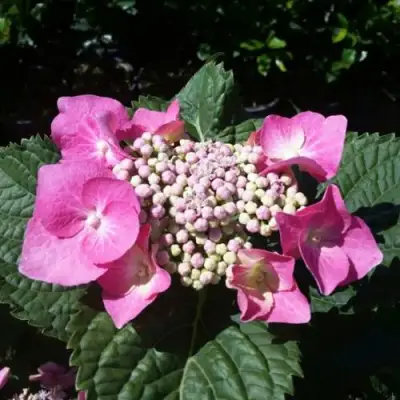 Гортензия БЛАУМАЙС (БЛАУМАЙЗЕ) крупнолистная в Орше