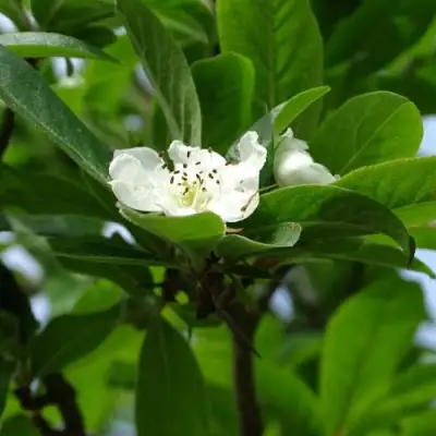 МУШМУЛА  в Орше