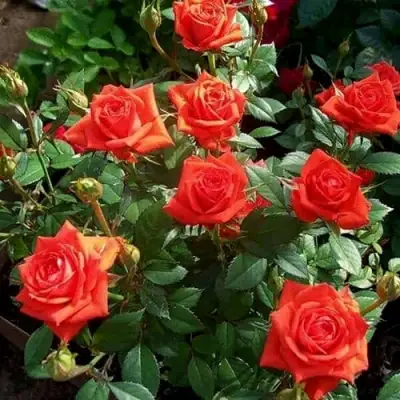 Роза ОРАНЖ ДЖЕВЕЛ миниатюрная в Орше