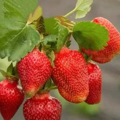 саженцы клубники Азия