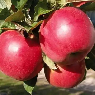 Яблоня РУБИН в Орше