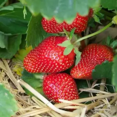 саженцы клубники Монтерей