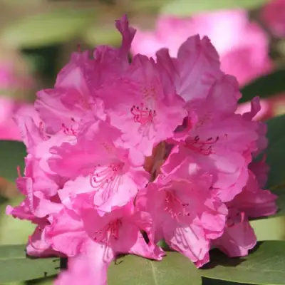 Рододендрон ЛУМИНА в Орше