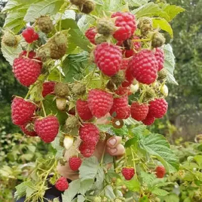 Малина ТАДМОР в Орше