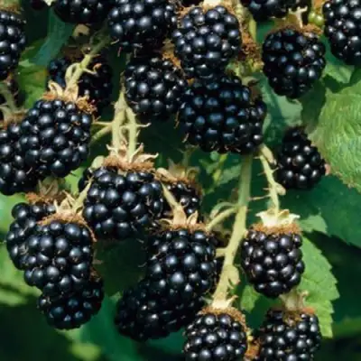 Ежевика БЛЭК САТИН бесшипная  в Орше