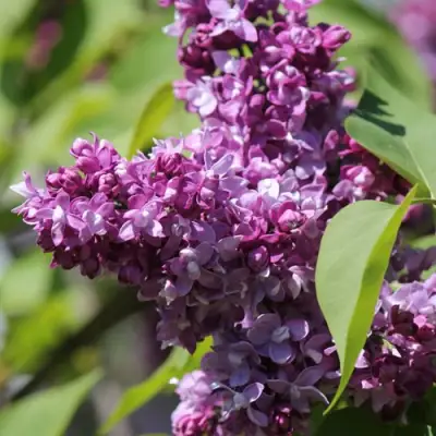 Сирень ИЗОБИЛИЕ в Орше