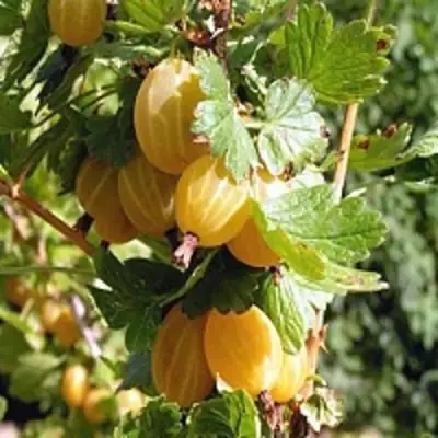 Крыжовник КУРШУ ДЗИНТАРС  в Орше