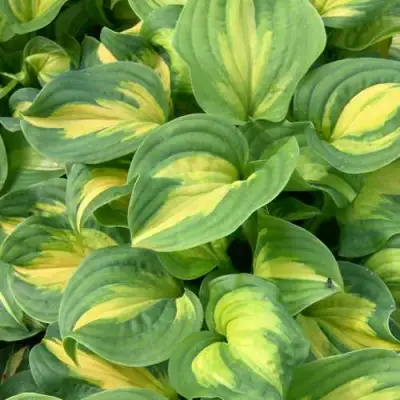 Хоста ЭМЕРАЛЬД ЧАРДЖЕР гибридная в Орше