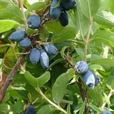 Жимолость съедобная НАРЫМСКАЯ в Орше