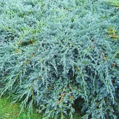 Можжевельник БЛЮ КАРПЕТ чешуйчатый в Орше