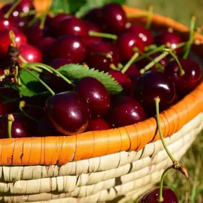 Вишня НЕСВИЖСКАЯ в Орше