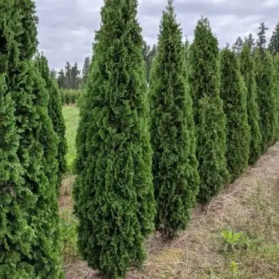 Туя ДЕГРУТ СПАЙР западная в Орше