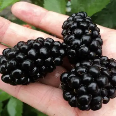 Ежевика ПОЛАР бесшипная  в Орше