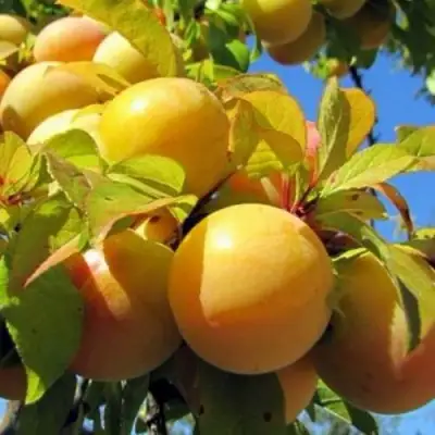 Слива МЕДОВАЯ ЖЁЛТАЯ в Орше