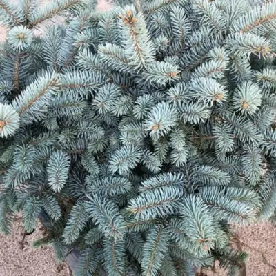 Ель ГЛАУКА колючая в Орше