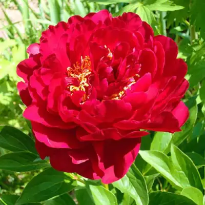 Пион ХРАБРЫЙ ВОИН травянистый в Орше