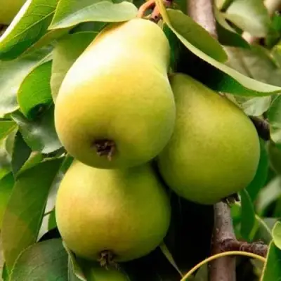 Груша НЕЖНОСТЬ колонновидная	 в Орше