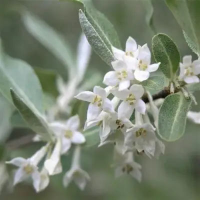 ЛОХ СЕРЕБРИСТЫЙ в Орше