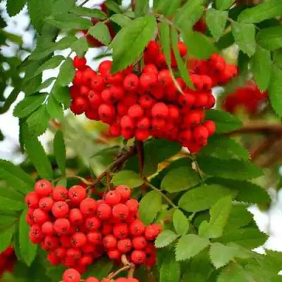 Рябина ОБЫКНОВЕННАЯ в Орше