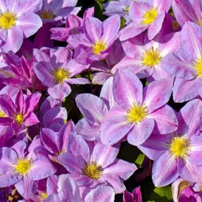 Клематис ЧЕЙНДЖ ОФ ХАРТ в Орше