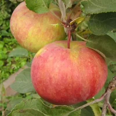 Яблоня ПЕРВОУРАЛЬСКОЕ в Орше