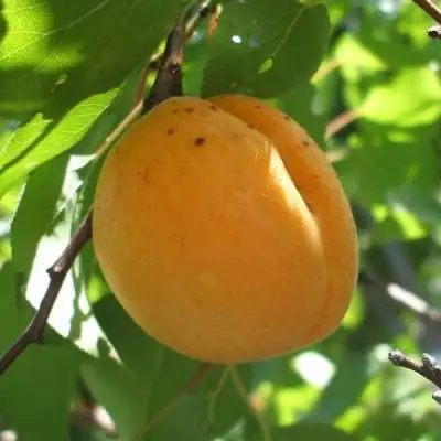 Абрикос ОРЛОВЧАНИН  в Орше