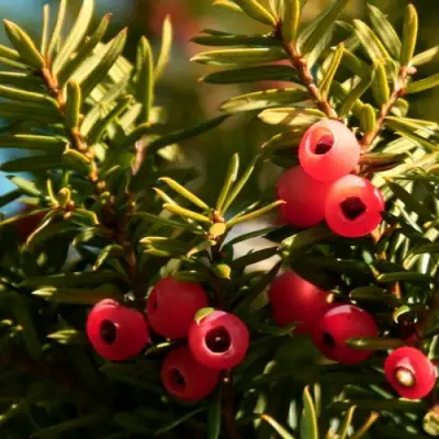 Тис ЭЛЕГАНТИССИМА ягодный в Орше