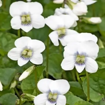 Фиалка АЛЬБИФЛОРА сестринская в Орше