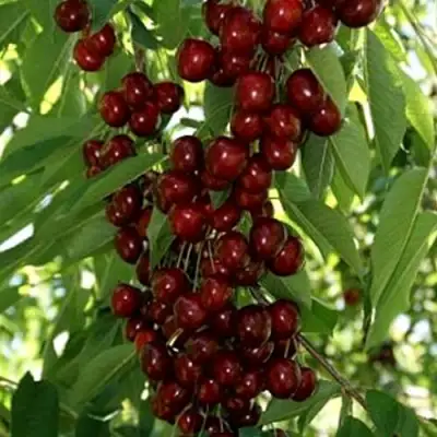 Черешня ХЕЛЕНА колоновидная в Орше