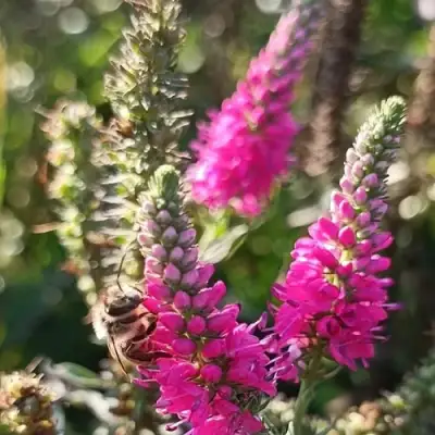 Вероника РОЗЕА колосковая в Орше