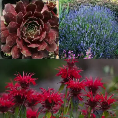 Комплект ФИОЛЕТОВОЕ ВДОХНОВЕНИЕ в Орше