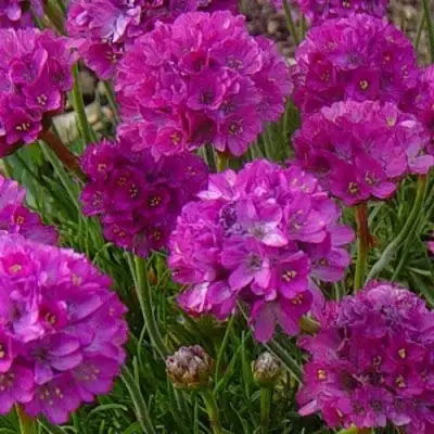 Армерия МОНИНГ СТАР ДИП РОУЗ в Орше