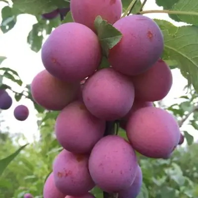 Слива ИМПЕРИАЛ колонновидная в Орше