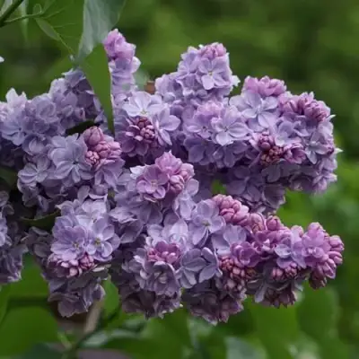 Сирень КАТЕРИНА ХАВЕМЕЙЕР в Орше